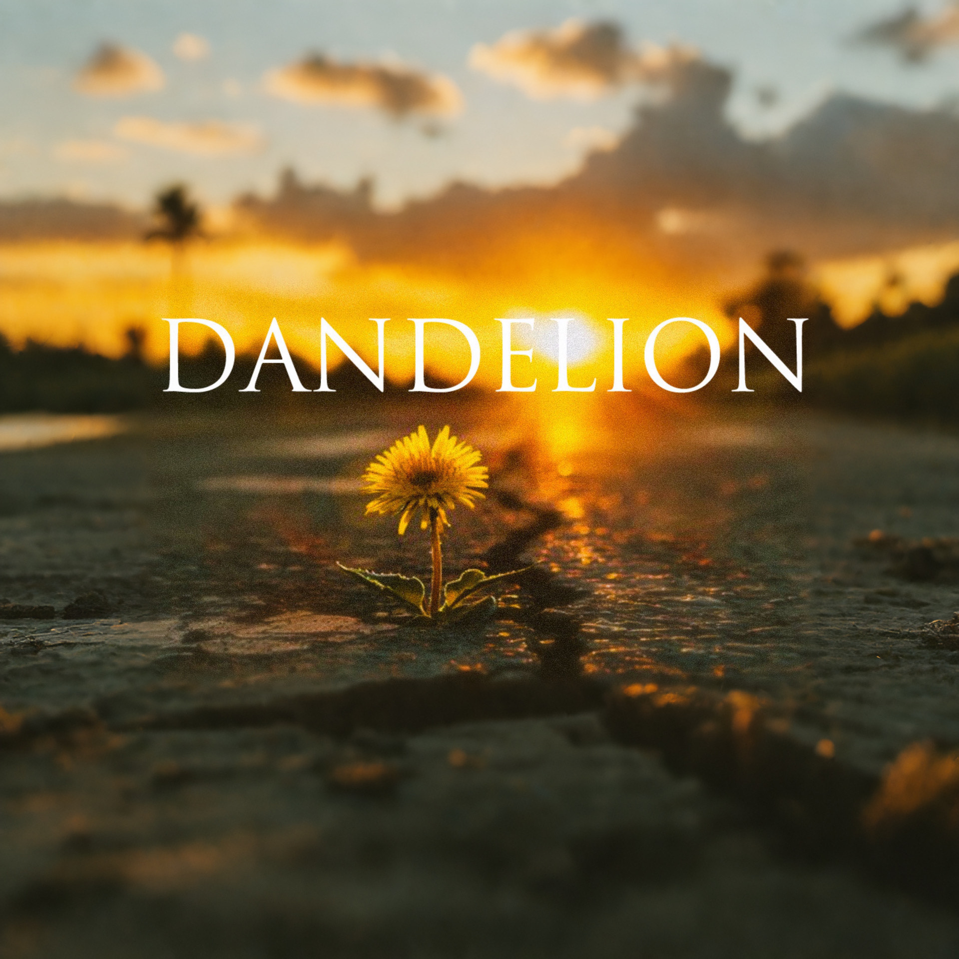 Dandelion by Tomi Swick cover artwork